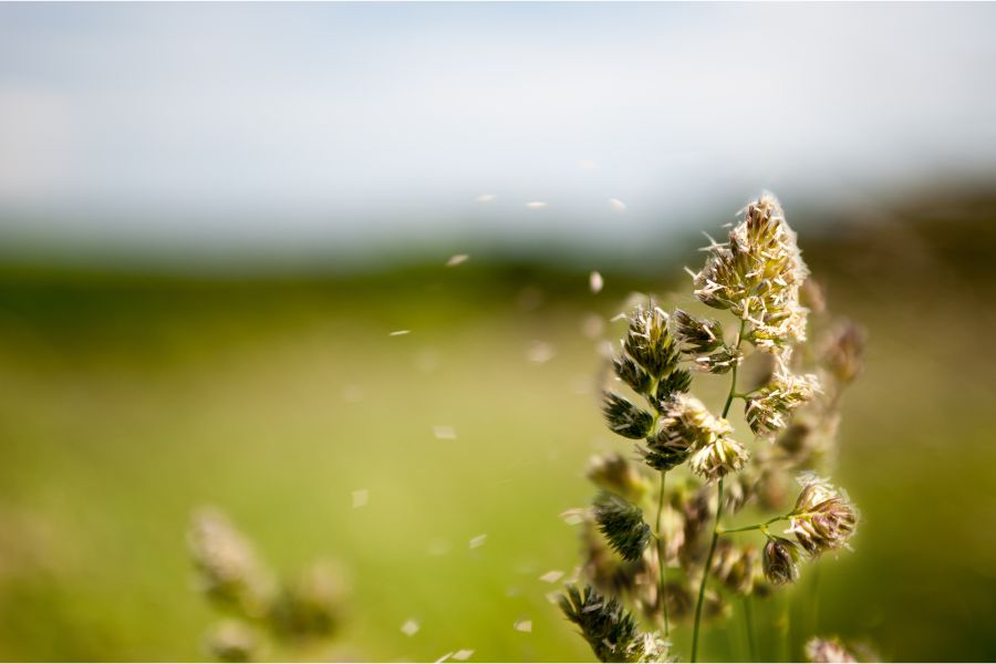 Alergia wziewna na pyłki roślin